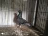 Budapest pigeons